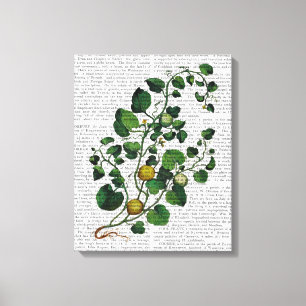 Squash Vine 4 Canvas Print