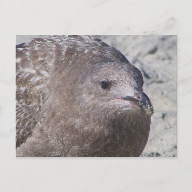 Squeaky Postcard (Front)