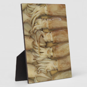 Squid - Calamari Plaque
