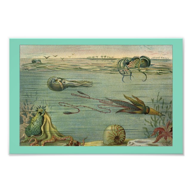 Squid marine Life Octopus Vintage 1904 Print (Front)