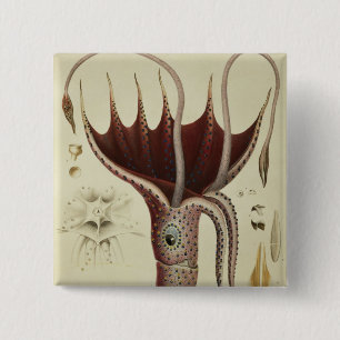 Squid, Pl.2 from 'Histoire Naturelle 15 Cm Square Badge