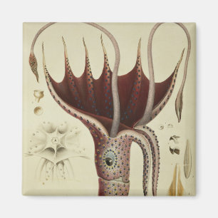 Squid, Pl.2 from 'Histoire Naturelle Magnet