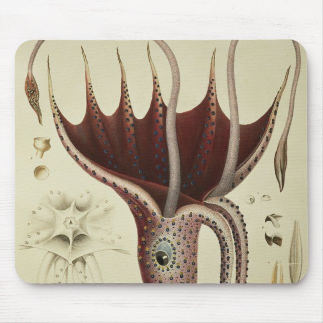 Squid, Pl.2 from 'Histoire Naturelle Mouse Pad (Front)