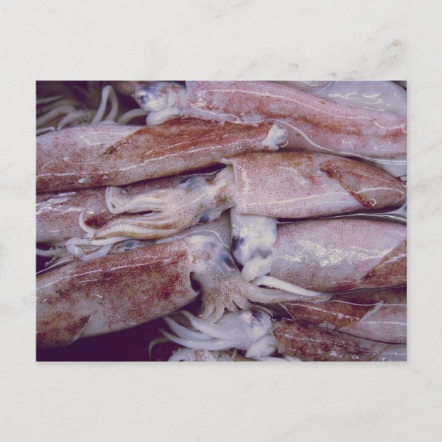 Squid Postcard (Front)