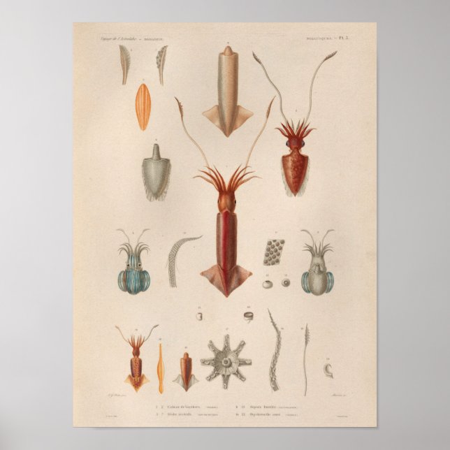 Squid Red Blue Vintage Sea Creatures Art Print (Front)