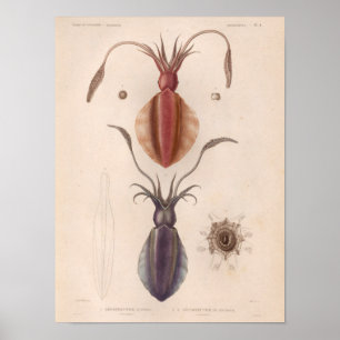 Squid Red Purple Vintage Sea Creatures Art Print