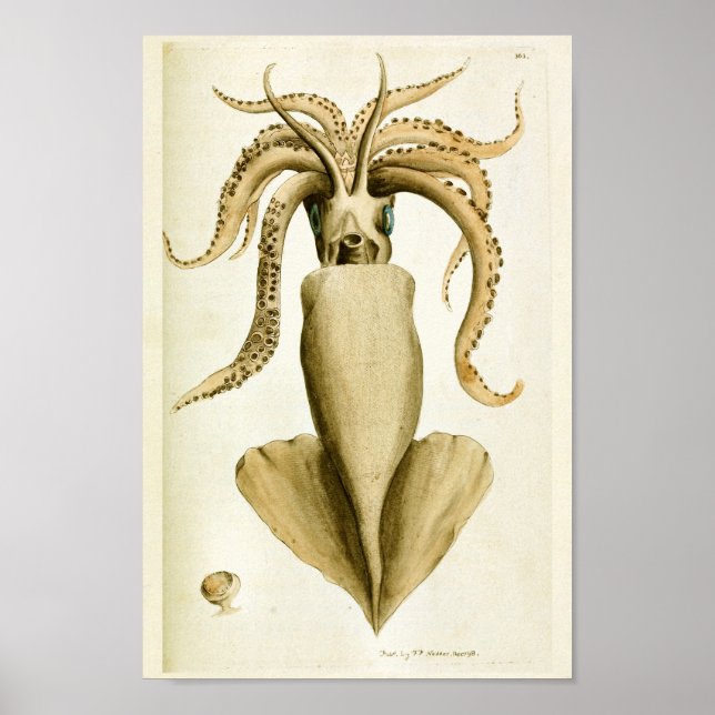 Squid Vintage Cephalopod Sea Creatures Art Print (Front)