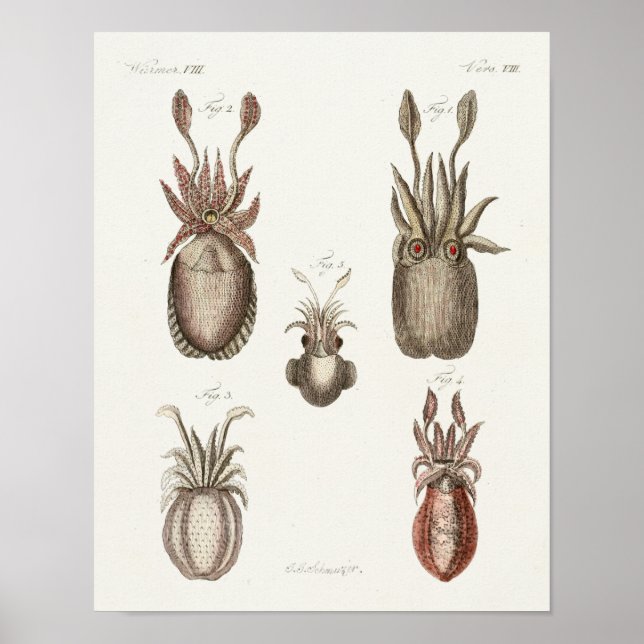 Squid Vintage Cephalopod Sea Creatures Art Print (Front)