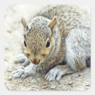 squirel stickers