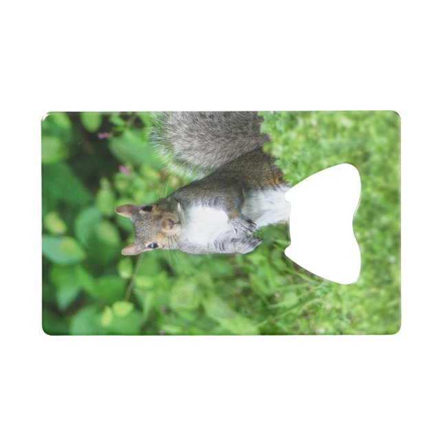 Squirrel (Front (Horizontal))