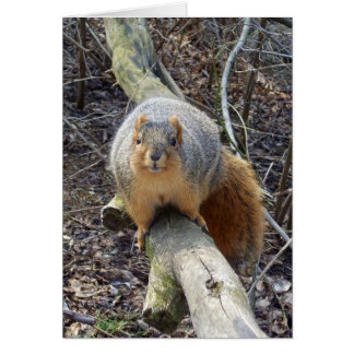 Squirrel!