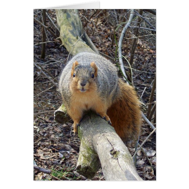 Squirrel! (Front)