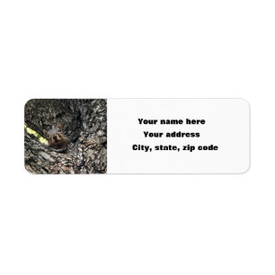 Squirrel