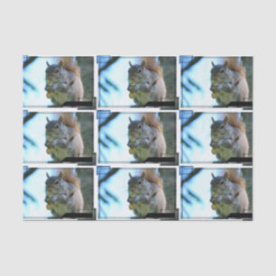 squirrel-13.jpg tissue paper