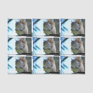 squirrel-13.jpg tissue paper