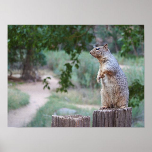 Squirrel - 19" x 13", Value Poster Paper (Matte) (Front)
