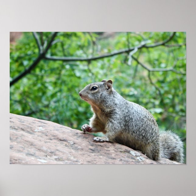Squirrel - 19" x 13", Value Poster Paper (Matte) (Front)