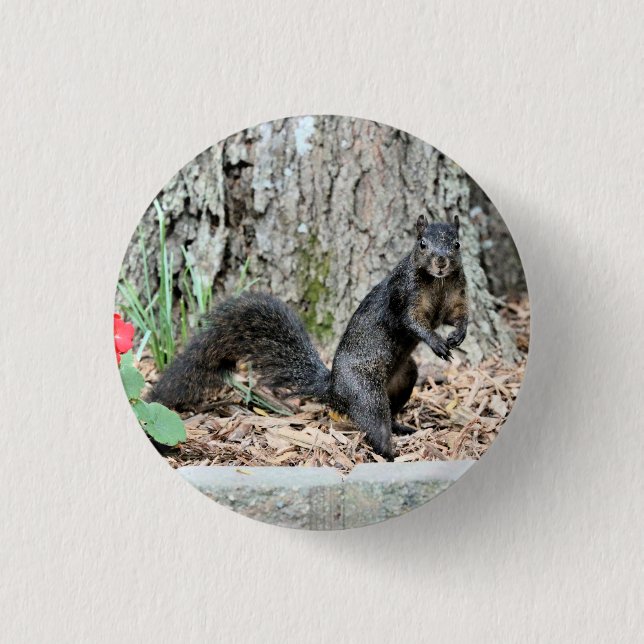 Squirrel 3 Cm Round Badge (Front)
