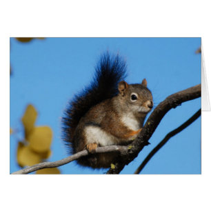 Squirrel Against Blue Sky
