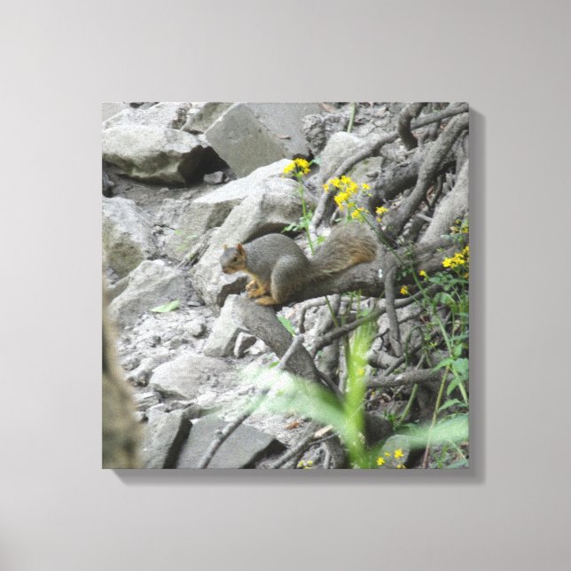 Squirrel along a creek bank canvas print (Front)