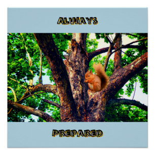 Squirrel Animal Poster