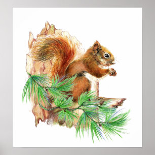 Squirrel Animal Wildlife  Poster