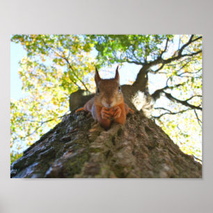 Squirrel at Rest Poster
