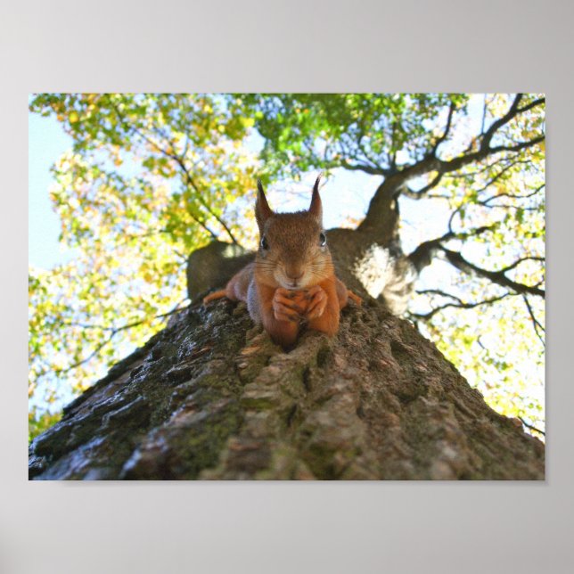 Squirrel at Rest Poster (Front)