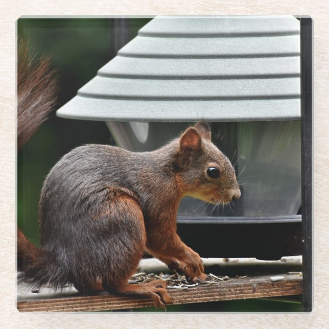 Squirrel at the Bird Feeder Glass Coaster (Front)