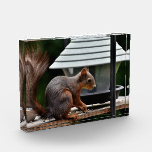Squirrel at the Bird Feeder Photo Block