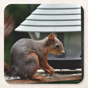 Squirrel at the Bird Feeder Square Paper Coaster