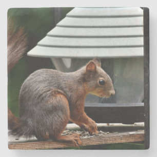 Squirrel at the Bird Feeder Stone Coaster