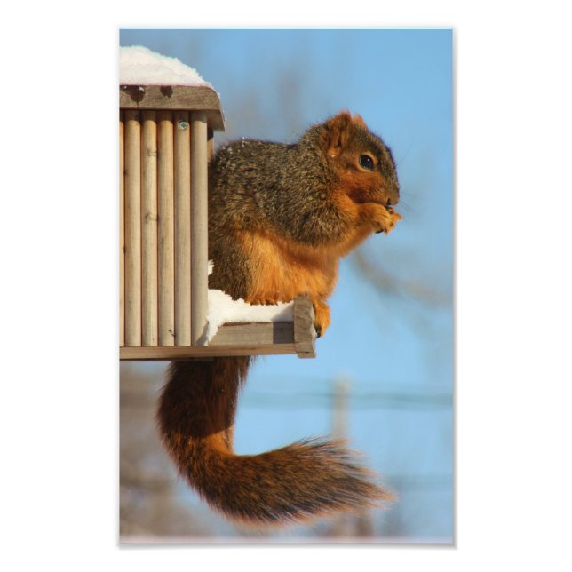 Squirrel at the Feeder Photo Print (Front)