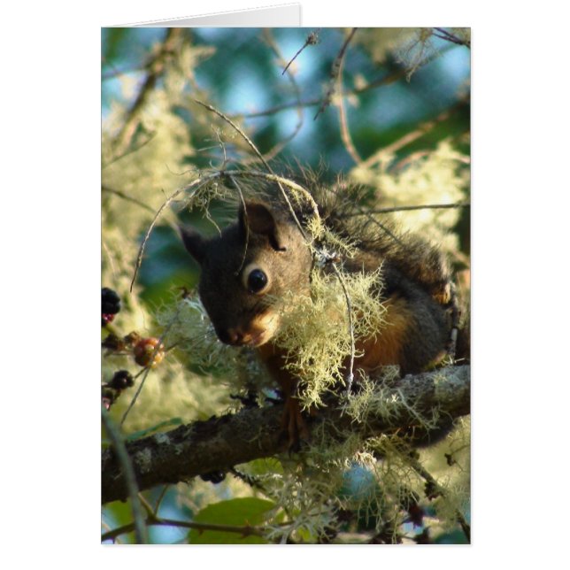 Squirrel Baby 2009 (Front)