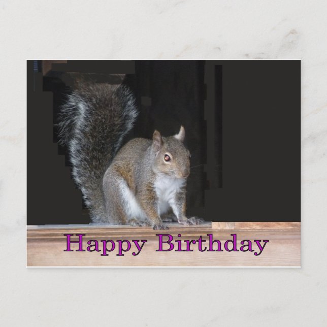 Squirrel Birthday Greetings Postcard (Front)