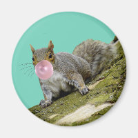 Squirrel Blowing a Bubblegum Bubble Animal Photo