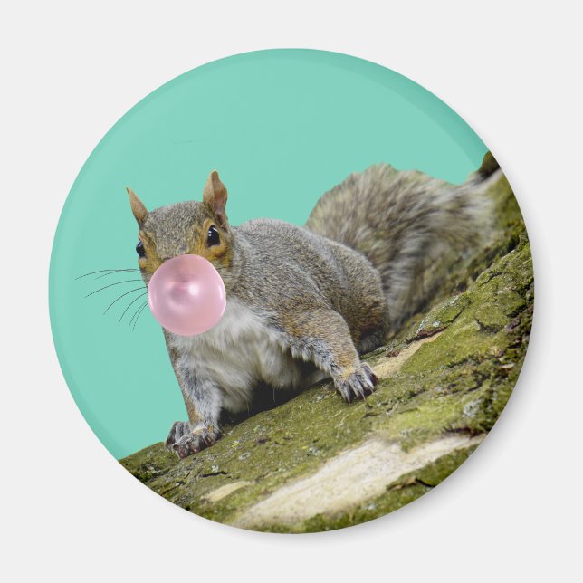 Squirrel Blowing a Bubblegum Bubble Animal Photo Magnet (Front)