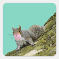 Squirrel Blowing a Bubblegum Bubble Animal Photo