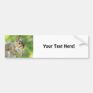 Squirrel Bumper Sticker