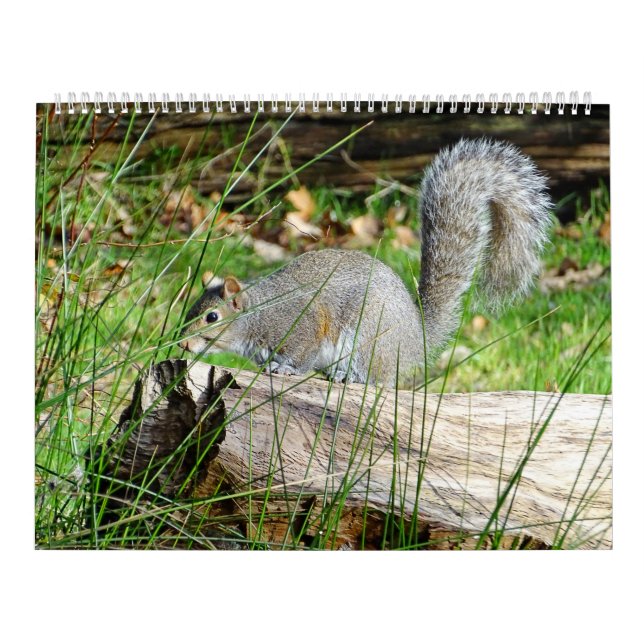Squirrel Calendar (Cover)