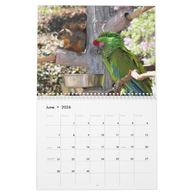 Squirrel Calendar 2022 (Jun 2026)