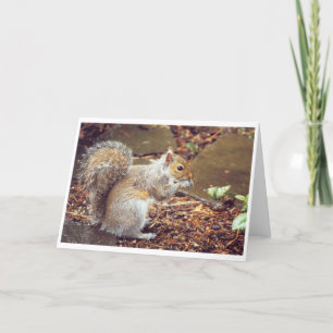 Squirrel Card