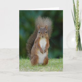 Squirrel Card