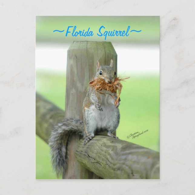 Squirrel carrying twigs Postcard (Front)