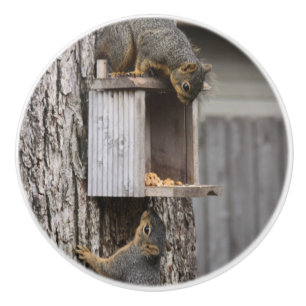 Squirrel Ceramic Pull Knob