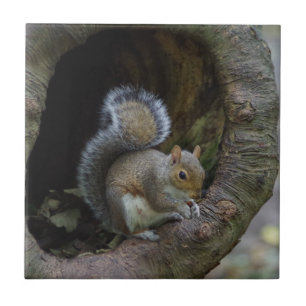 Squirrel Ceramic Tile