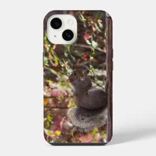 Squirrel Chow Time iPhone Case