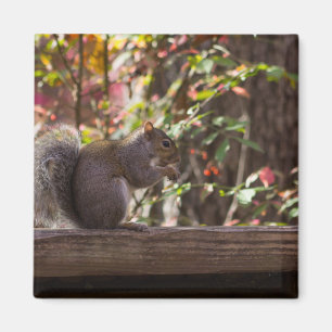 Squirrel Chow Time Magnet