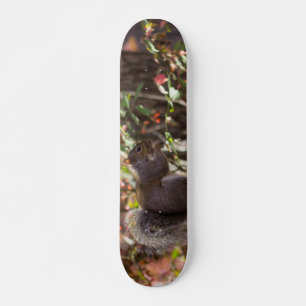 Squirrel Chow Time Skateboard