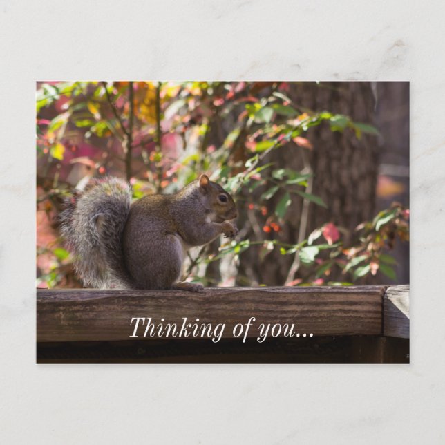 Squirrel Chow Time Thinking Of You Postcard (Front)